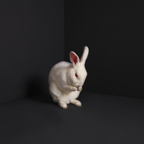 BRUME - RABBITS