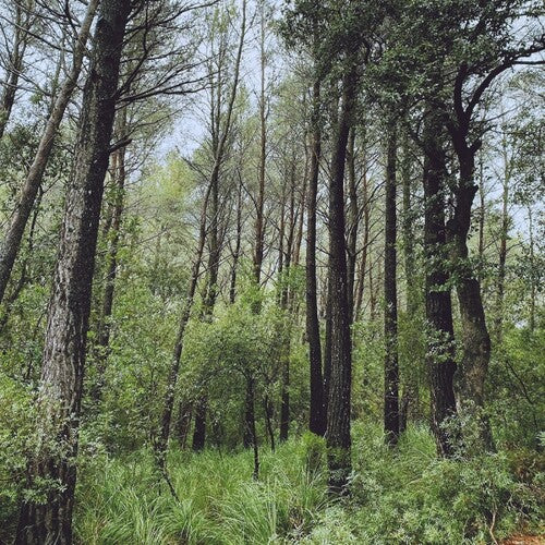 L.A. - Evergreen Oak